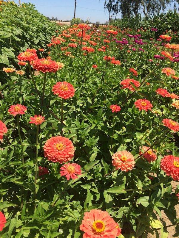 The Flower Farm